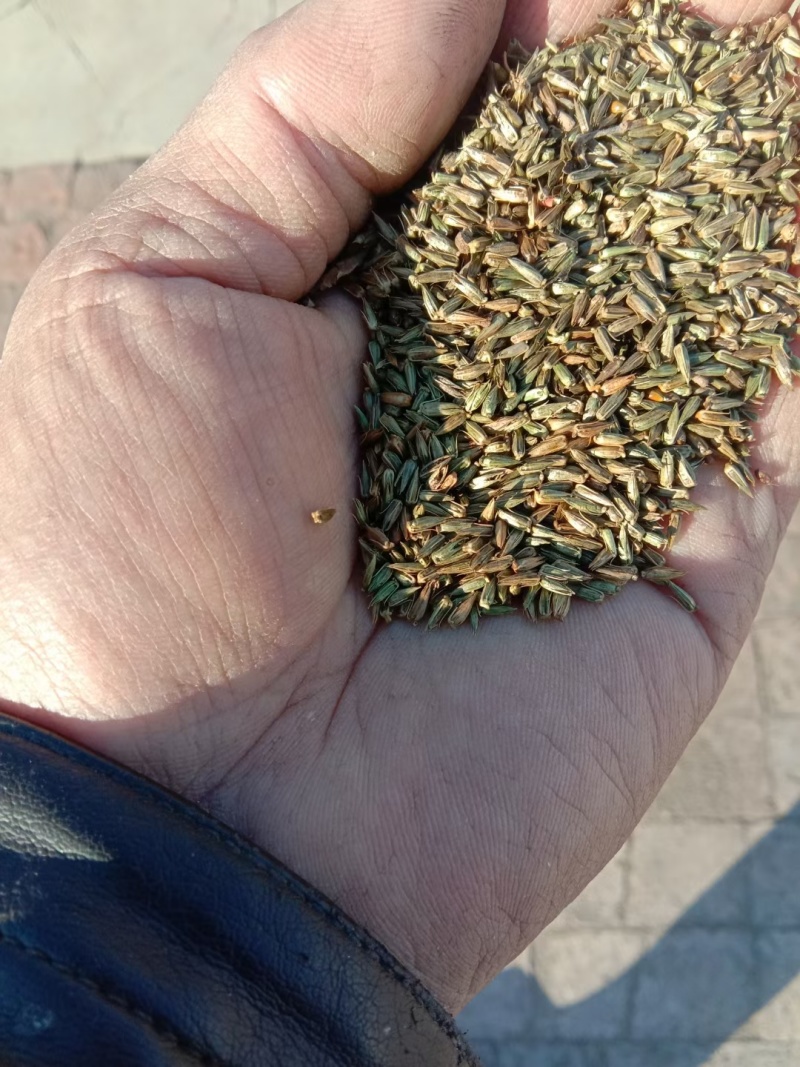 产地自种纯新牛膝种子