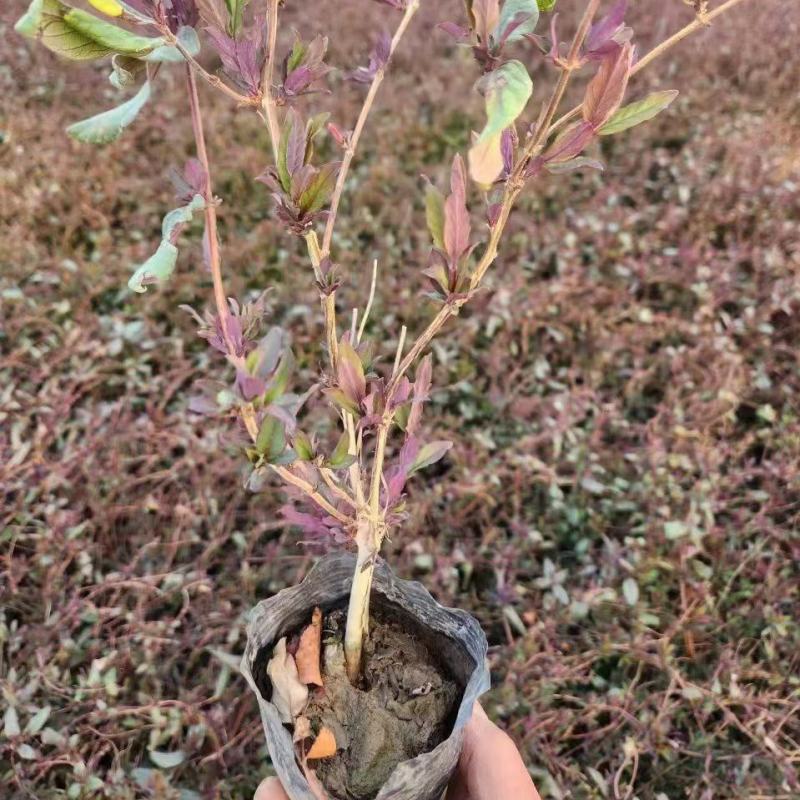 金银花杯苗，忍冬小苗，药草基地，工程绿化可用
