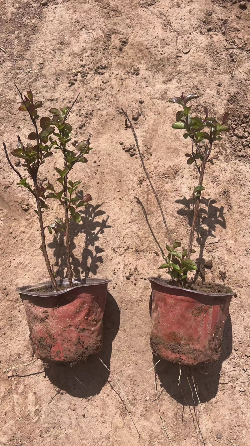 金银花杯苗，忍冬小苗，药草基地，工程绿化可用