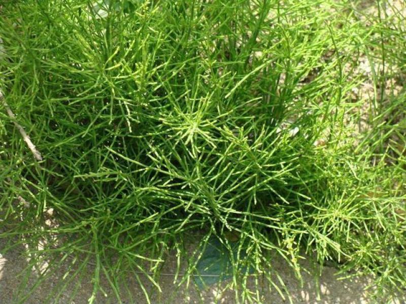 中药材节节草木贼科有需要联系我全国包邮