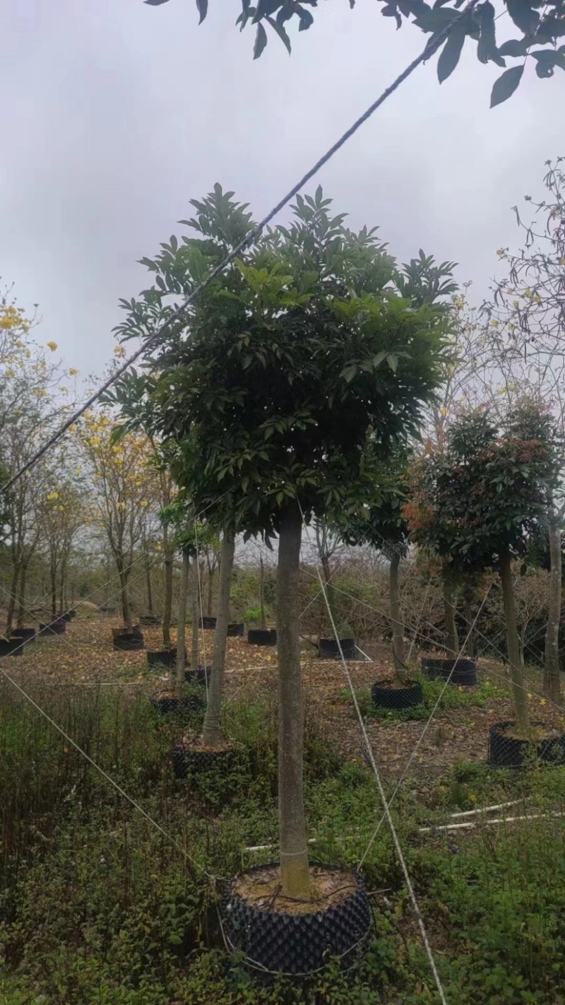 海南红豆10～11公分