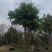 海南红豆10～11公分
