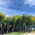 栾树（国庆花）12～38公分