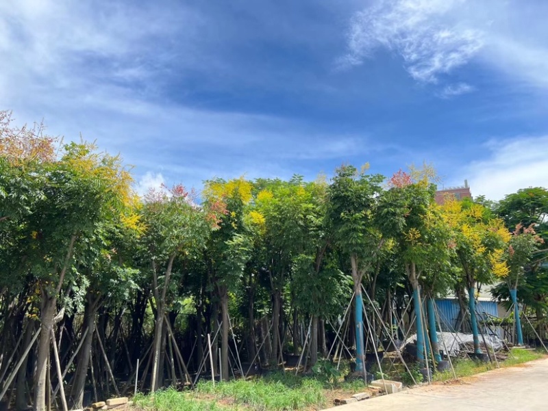 栾树（国庆花）12～38公分