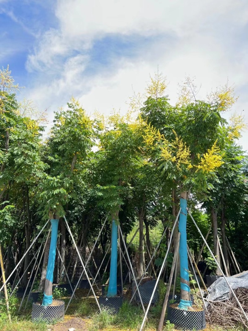 栾树（国庆花）12～38公分