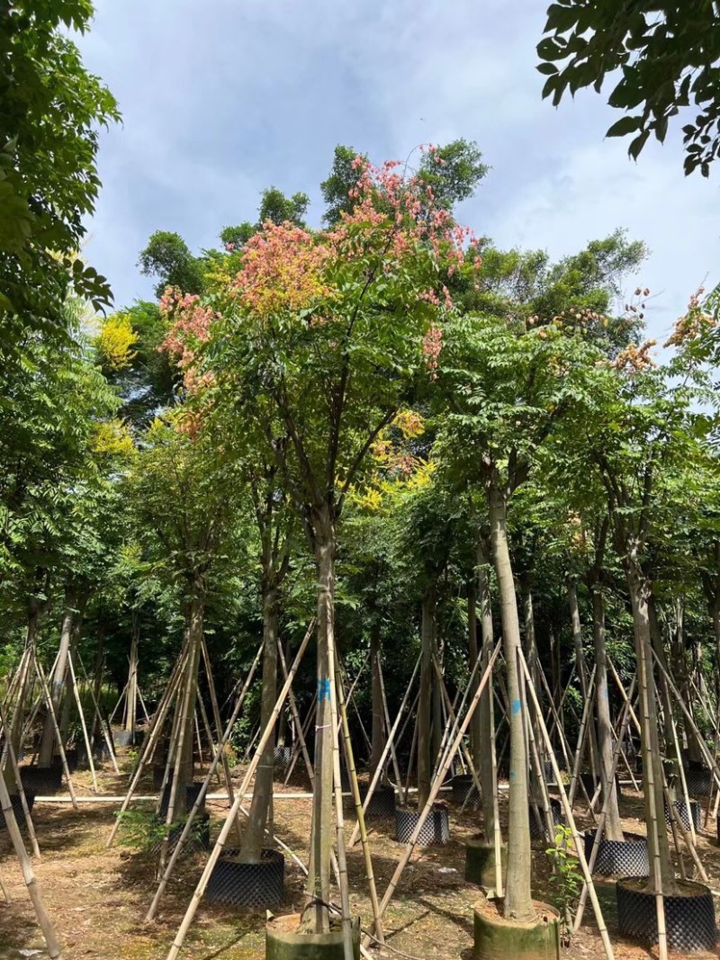 栾树（国庆花）12～38公分