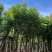 栾树（国庆花）12～38公分
