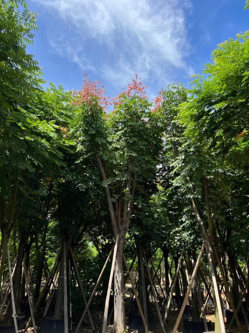栾树（国庆花）12～38公分