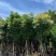 栾树（国庆花）12～38公分