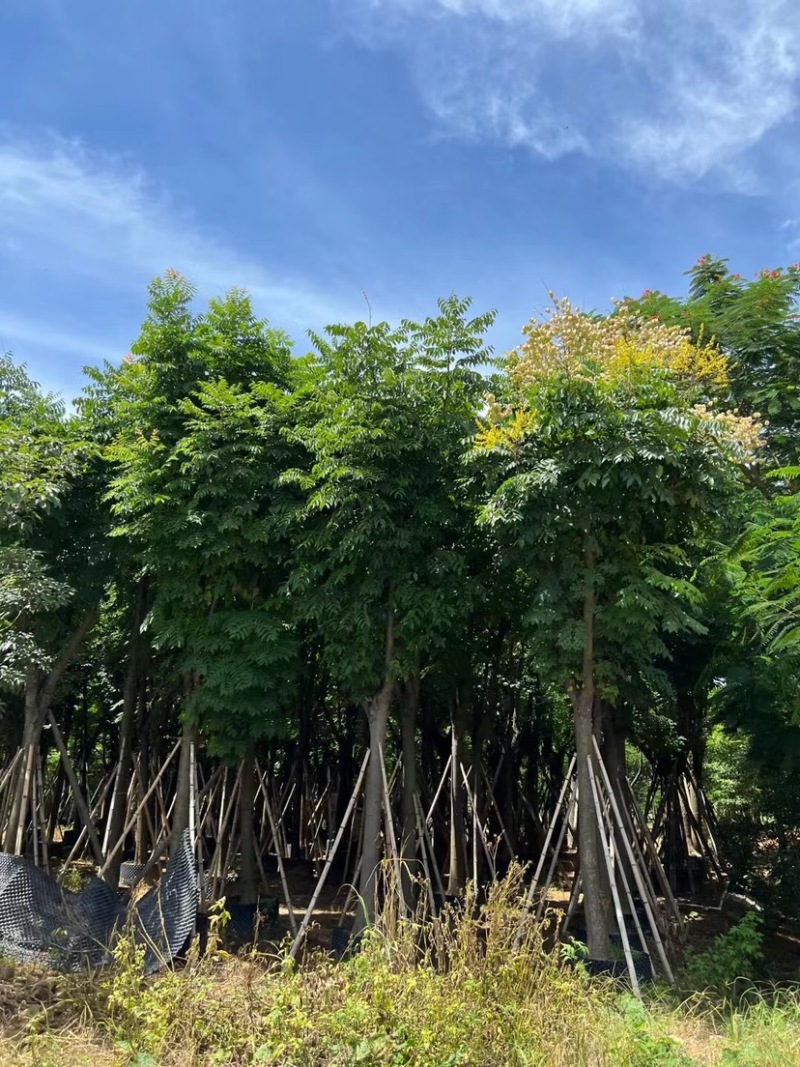 栾树（国庆花）12～38公分