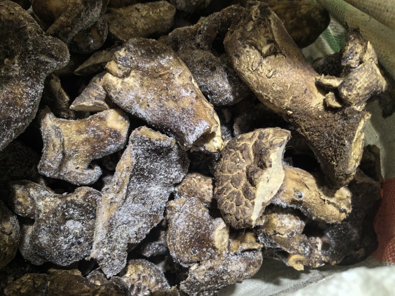 虎掌菌