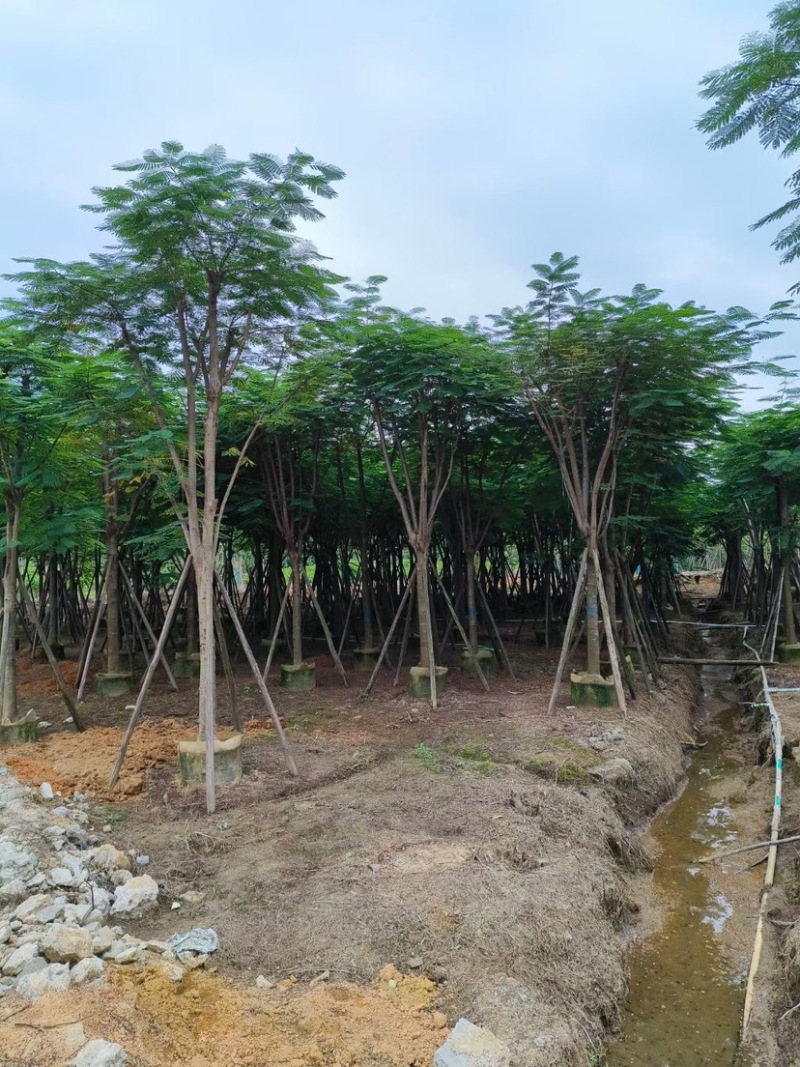 凤凰木15～18公分