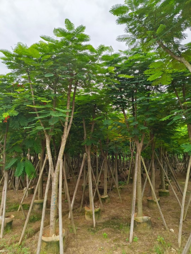 凤凰木15～18公分