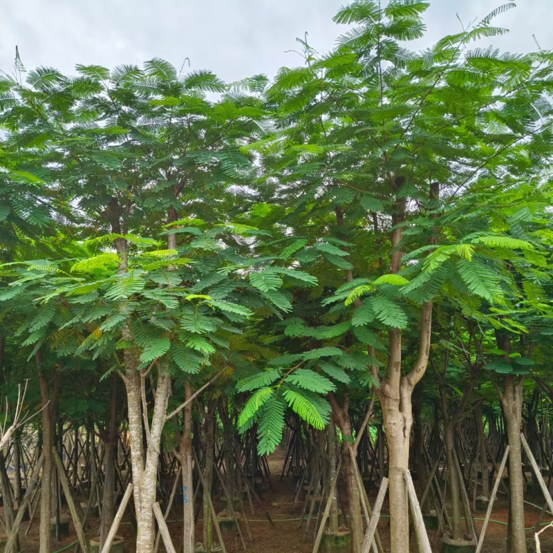 凤凰木15～18公分