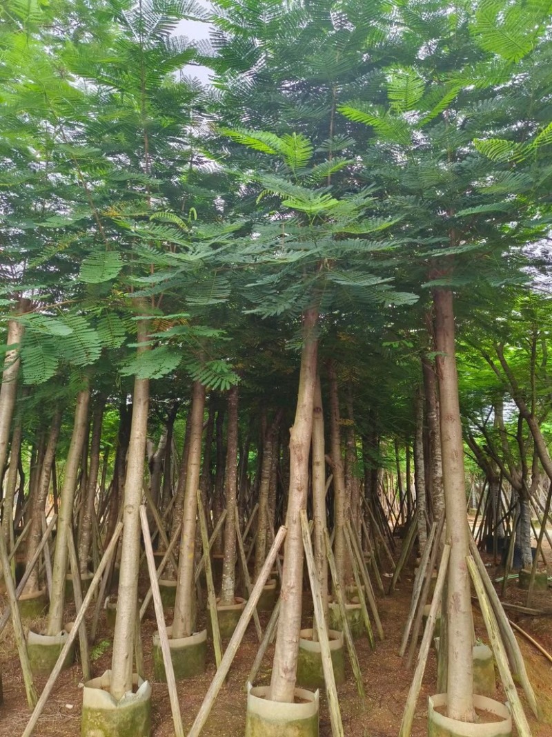 凤凰木
