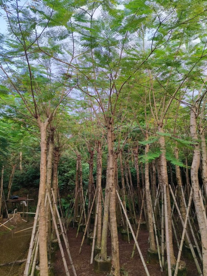 凤凰木