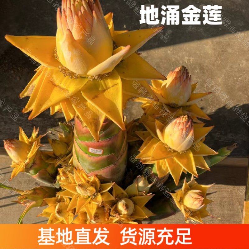 云南乡村地涌金莲千瓣莲花佛教圣花养不死大型盆栽地莲花懒人