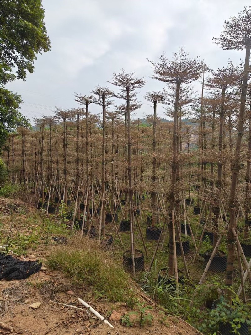 锦叶榄仁树10～15公分