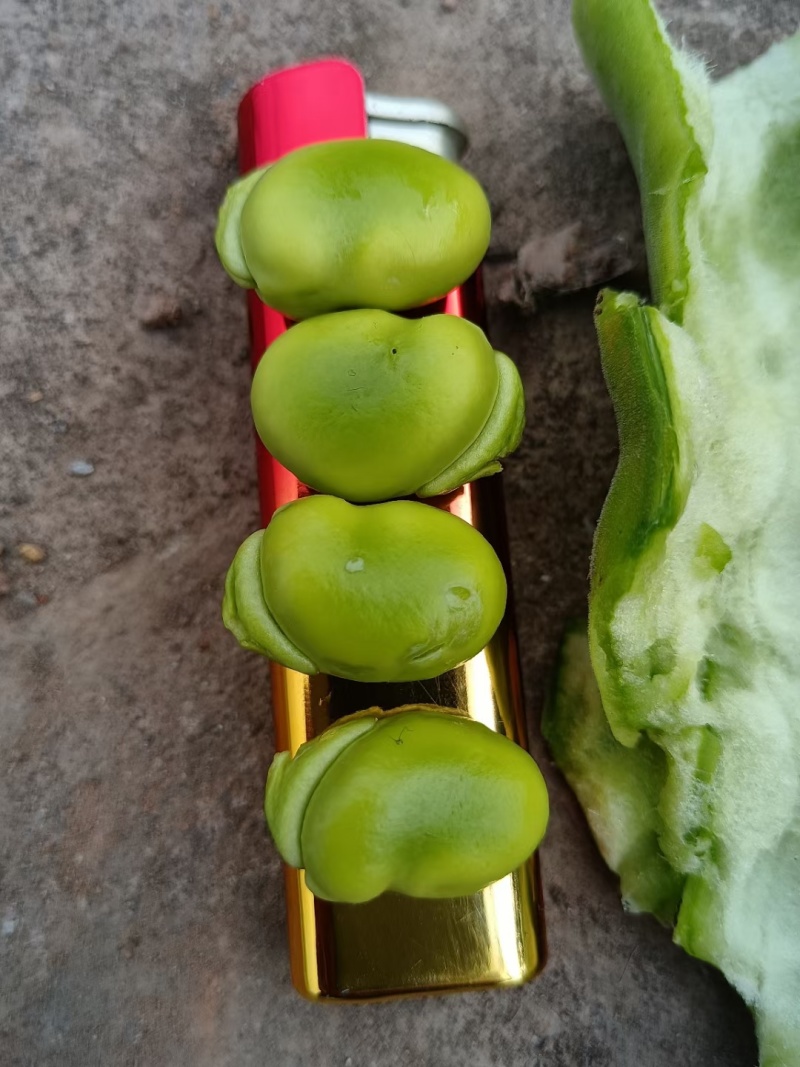 精品蚕豆胡豆角（产地直供）一手货源