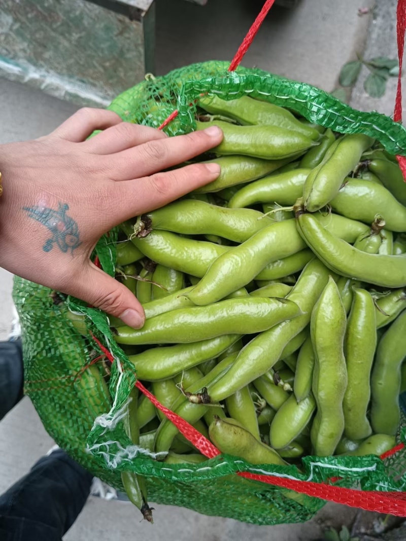 精品蚕豆胡豆角（产地直供）一手货源