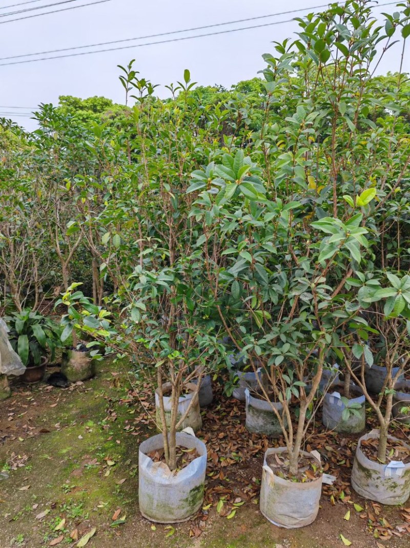 桂花2～3公分