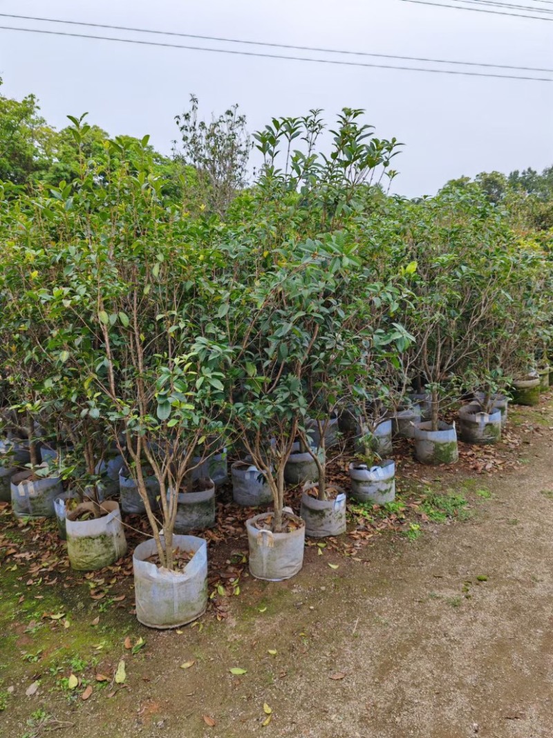 桂花2～3公分