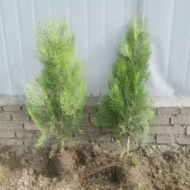 侧柏60/120侧柏侧柏树苗绿化护坡荒山