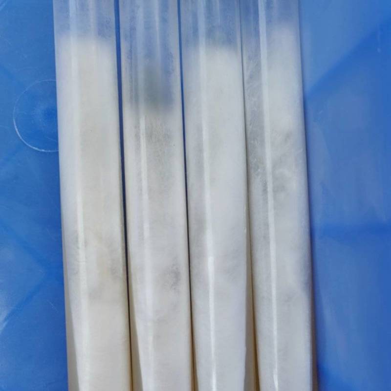 凤尾菇母种及原种