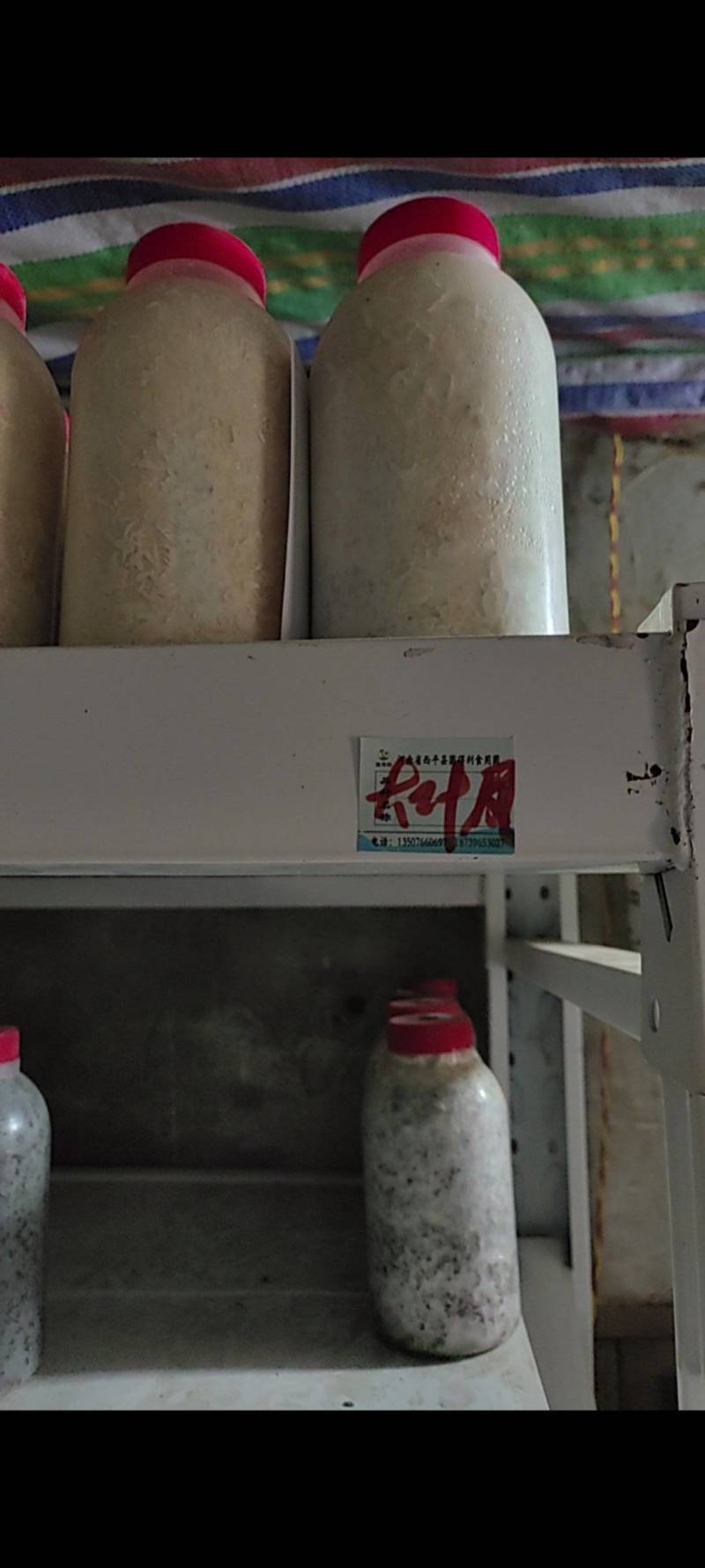 凤尾菇母种及原种