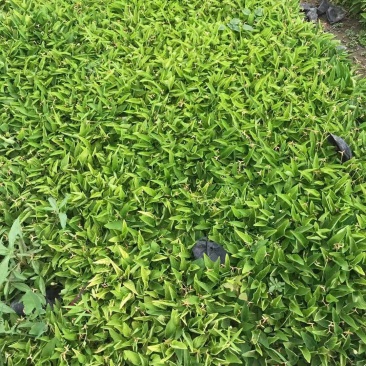 紫花地丁