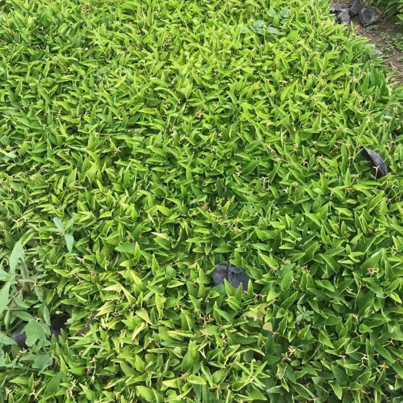 紫花地丁