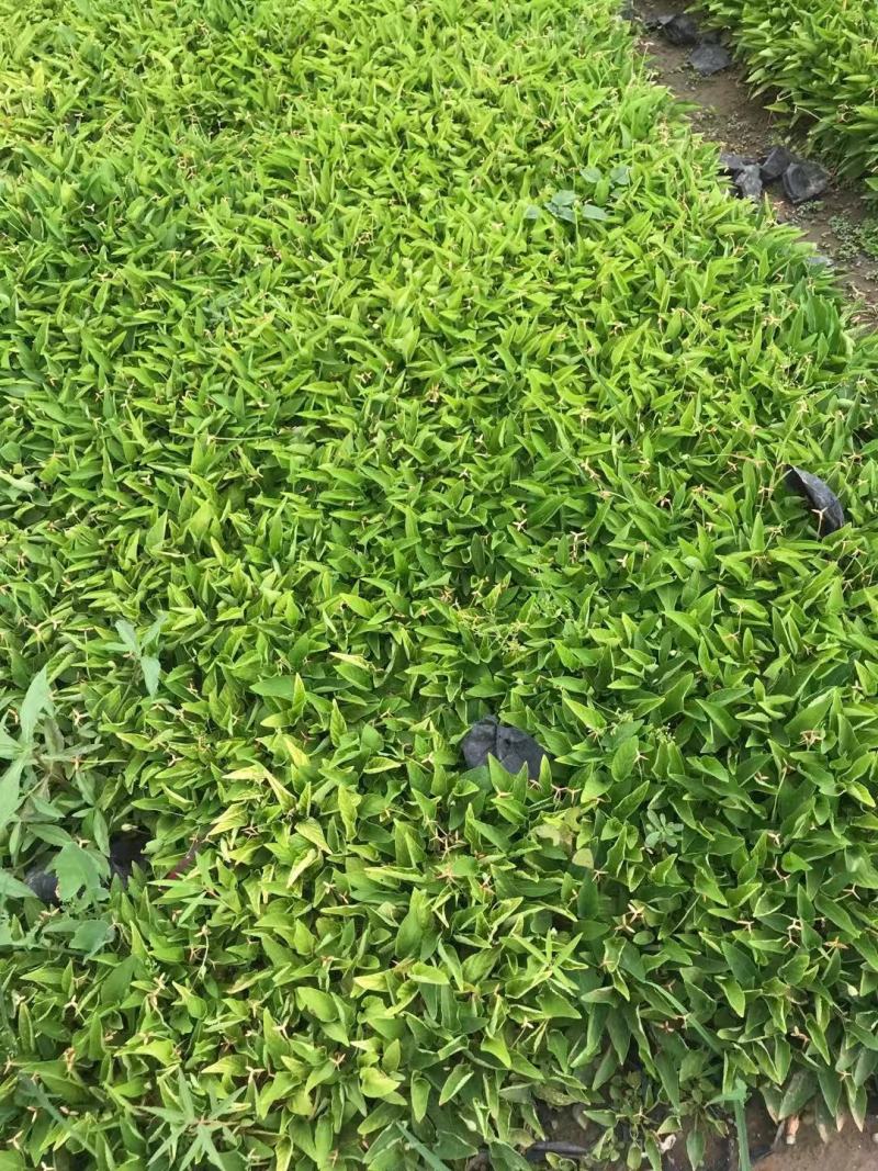 紫花地丁