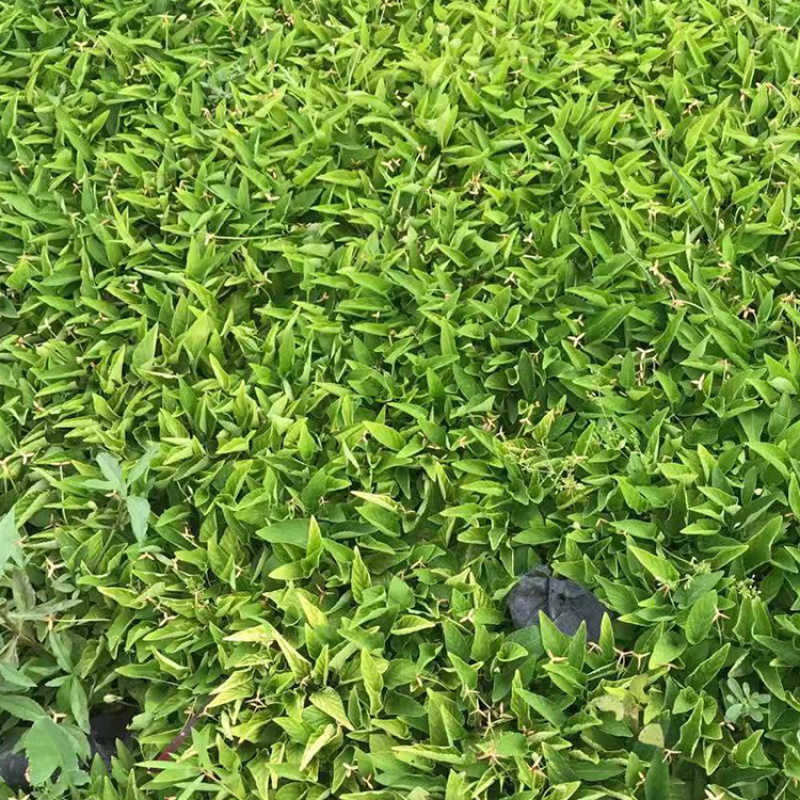 紫花地丁