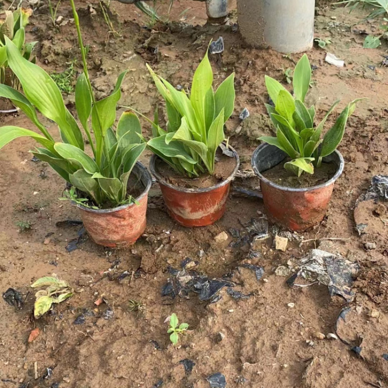紫花玉簪