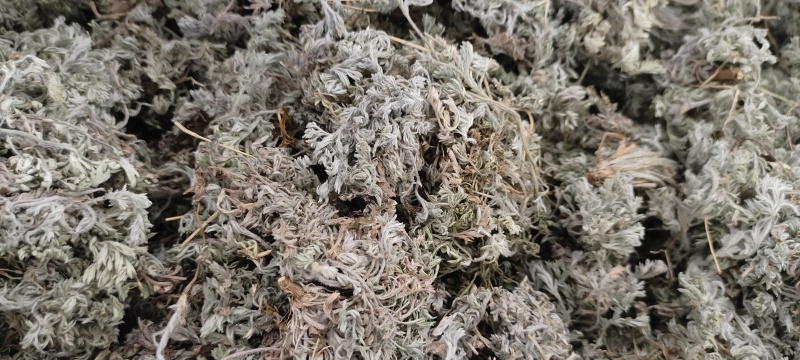 野生茵陈