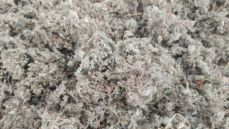 野生茵陈