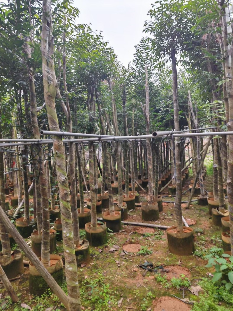 沉香树6～8公分