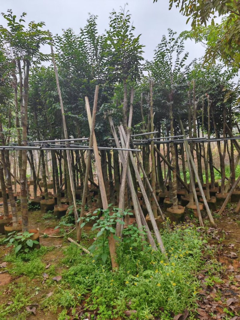 沉香树6～8公分