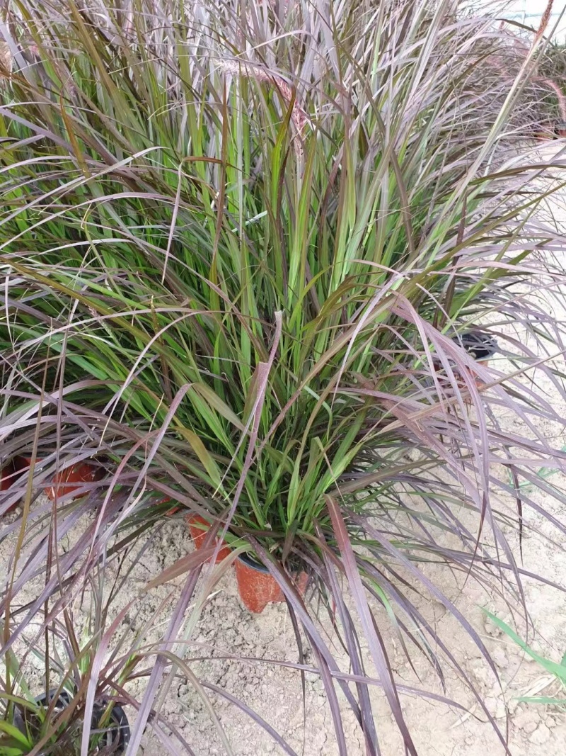 紫叶狼尾草