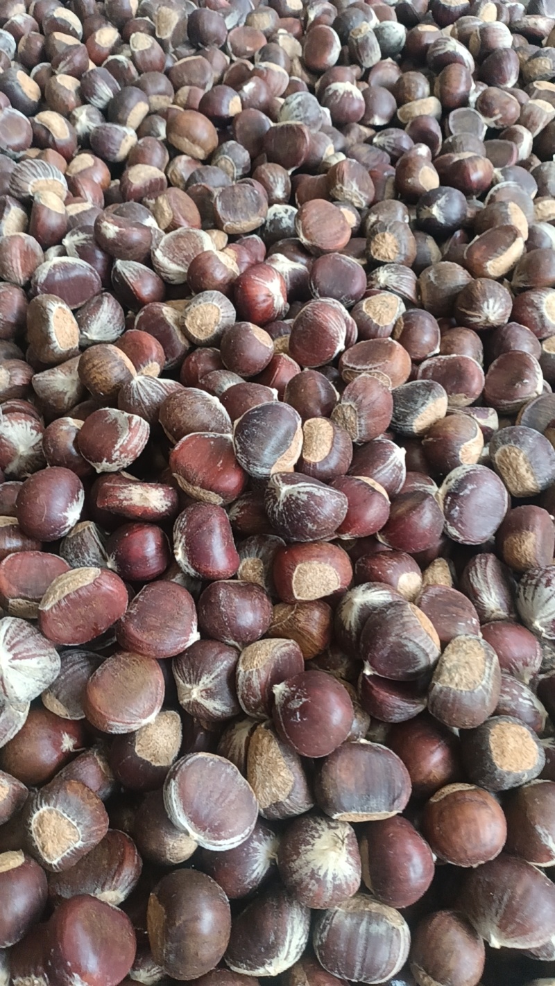 板栗种子，种子饱满，发芽率高，欢迎客户联系