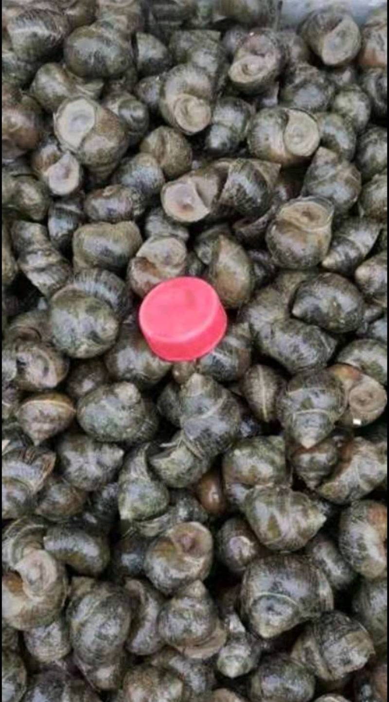 微山湖大田螺各种规格齐全量大优惠，一手货源