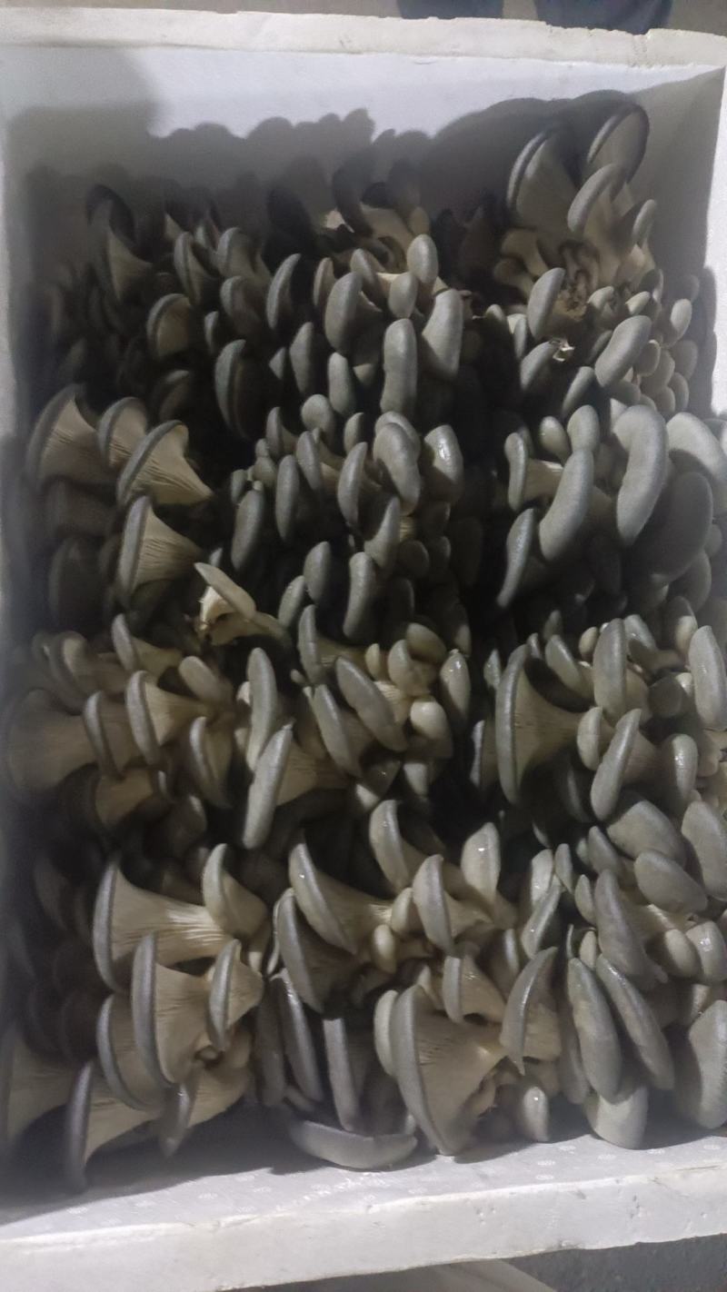 【精品】平菇山东聊城基地直发鲜平菇，量大从优产地直发