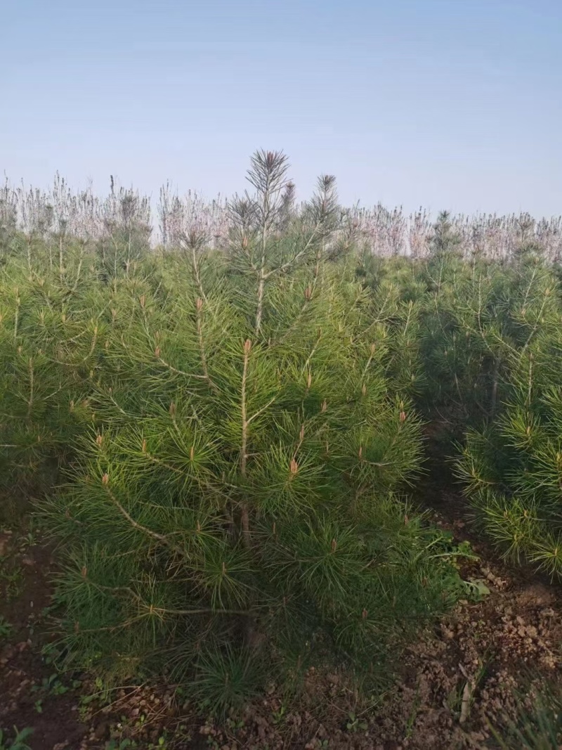 定值白皮松1/2/3/米都有工程苗/育林苗/占地苗现挖