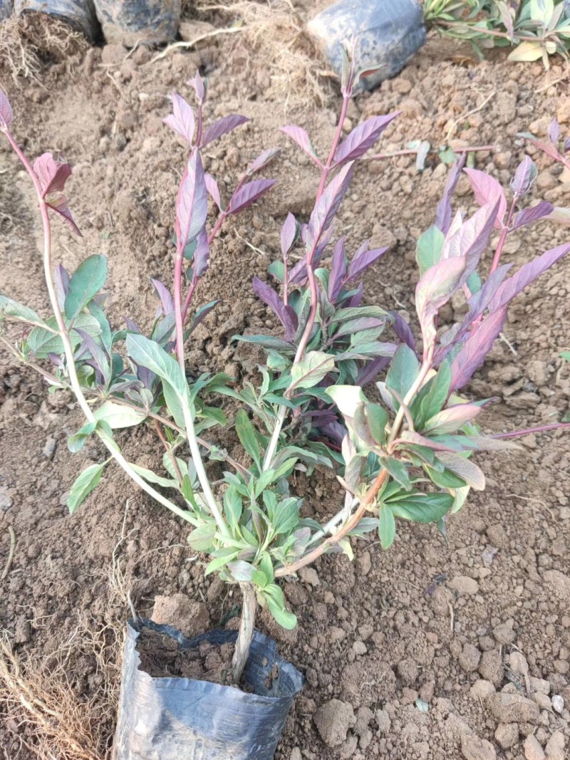 金银花基地常年销售各种绿化苗木基地直销。
