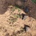 金银花基地常年销售各种绿化苗木基地直销。