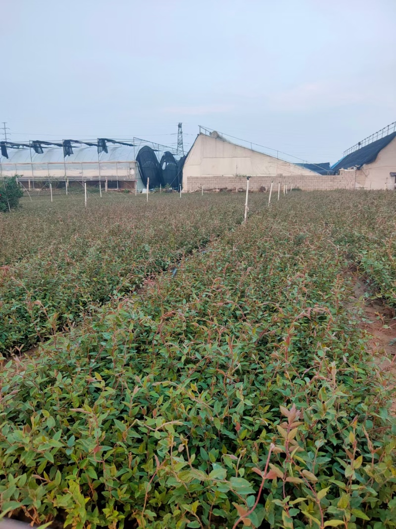 金银花基地常年销售各种绿化苗木基地直销