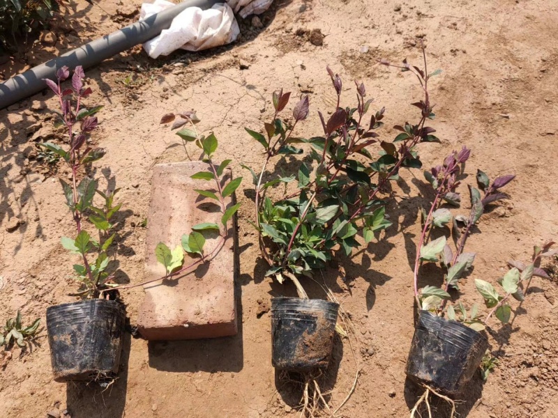 金银花基地常年销售各种绿化苗木基地直销