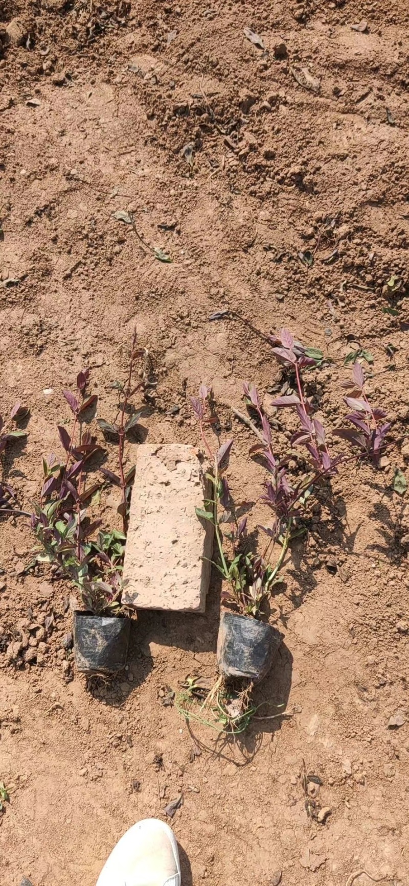 金银花基地常年销售各种绿化苗木基地直销