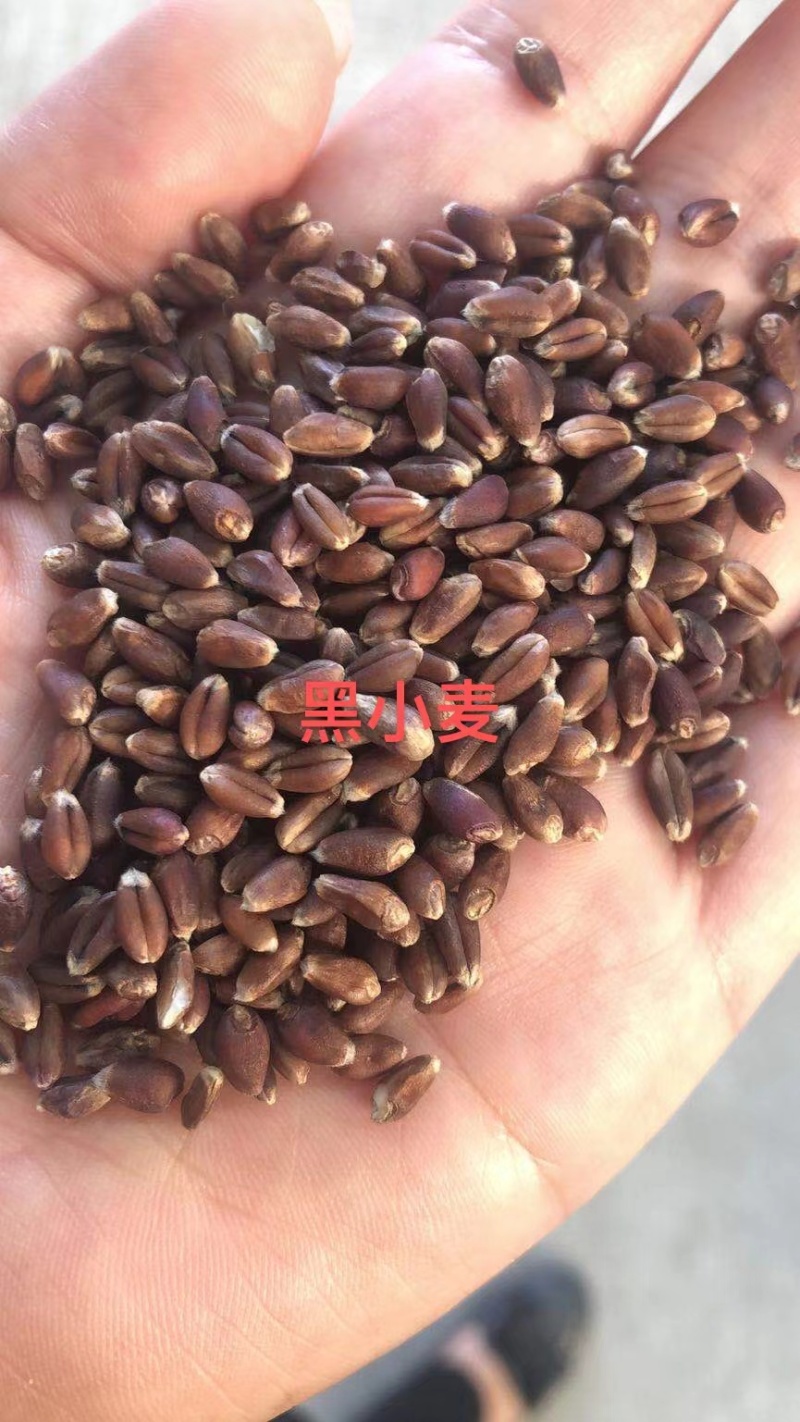黑小麦现货，色选，毛粮，一手货源，量大价格优惠