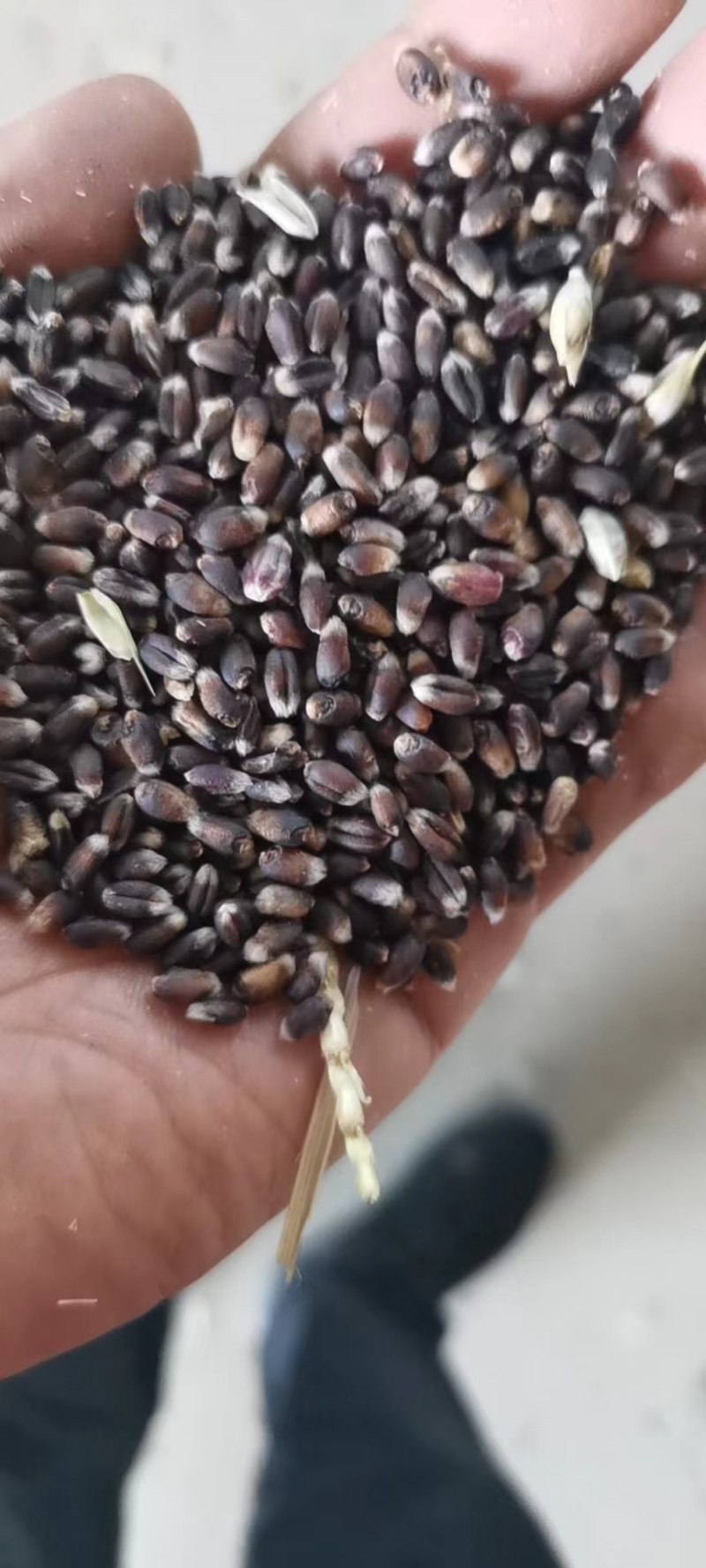 黑小麦现货，色选，毛粮，一手货源，量大价格优惠